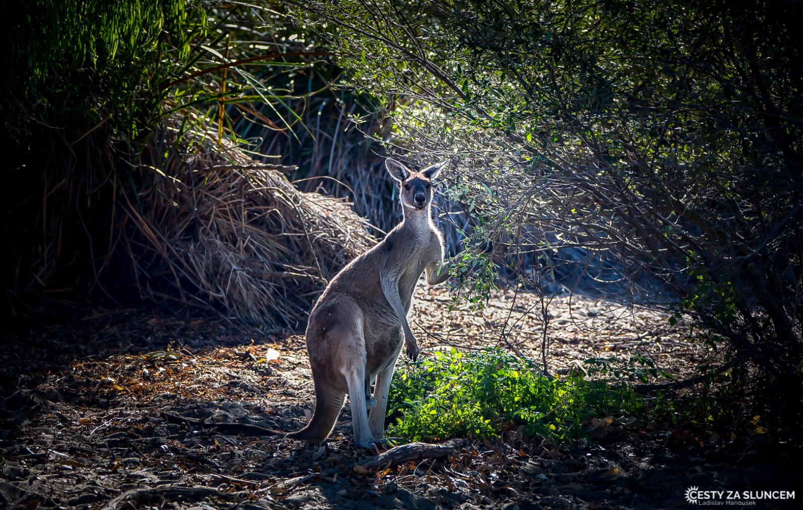 Yanchep National Park - Ladislav Hanousek, Západní Austrálie