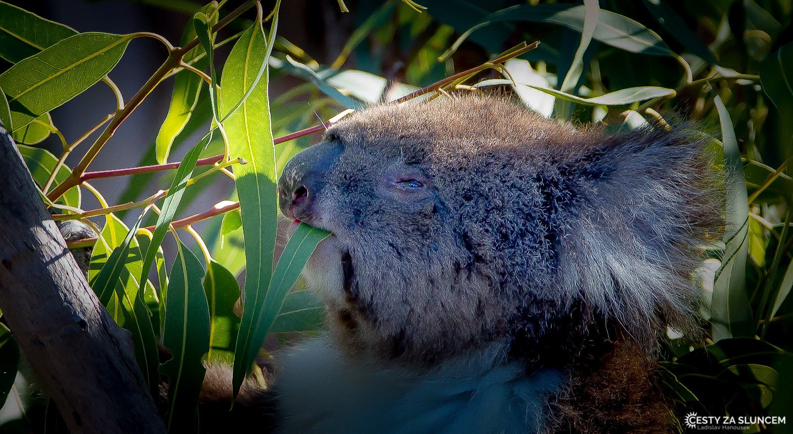 Yanchep National Park - Ladislav Hanousek, Západní Austrálie