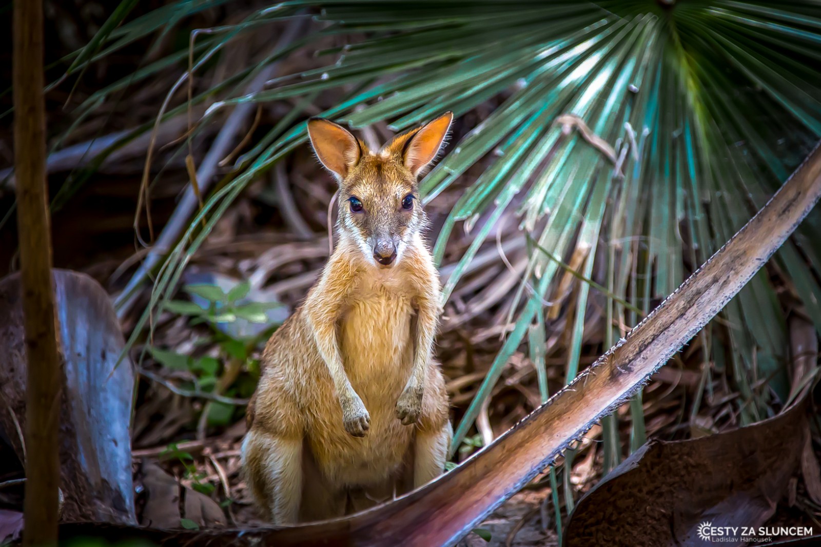 Národní park Elsey - Thermal Pool Mataranka - Ladislav Hanousek, Střední Austrálie