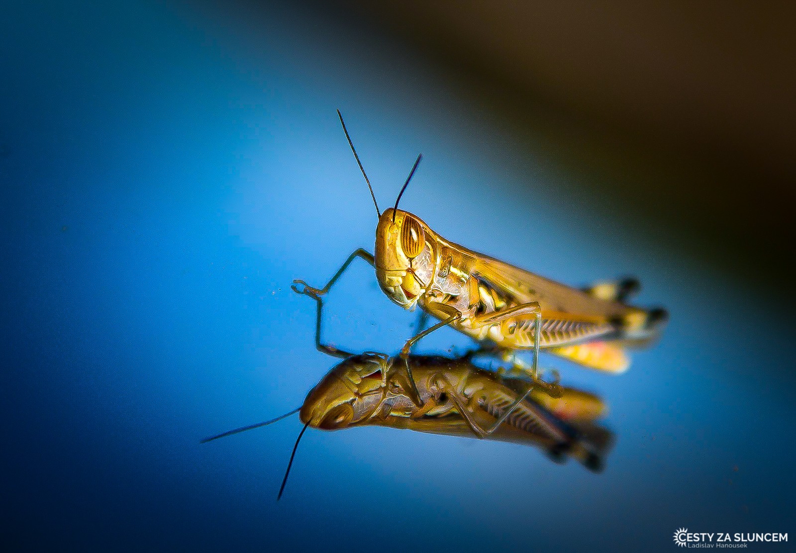 U MacDonnell Ranges se nám na kapotě auta chvíli vyhřívalo saranče. - Ladislav Hanousek, Střední Austrálie