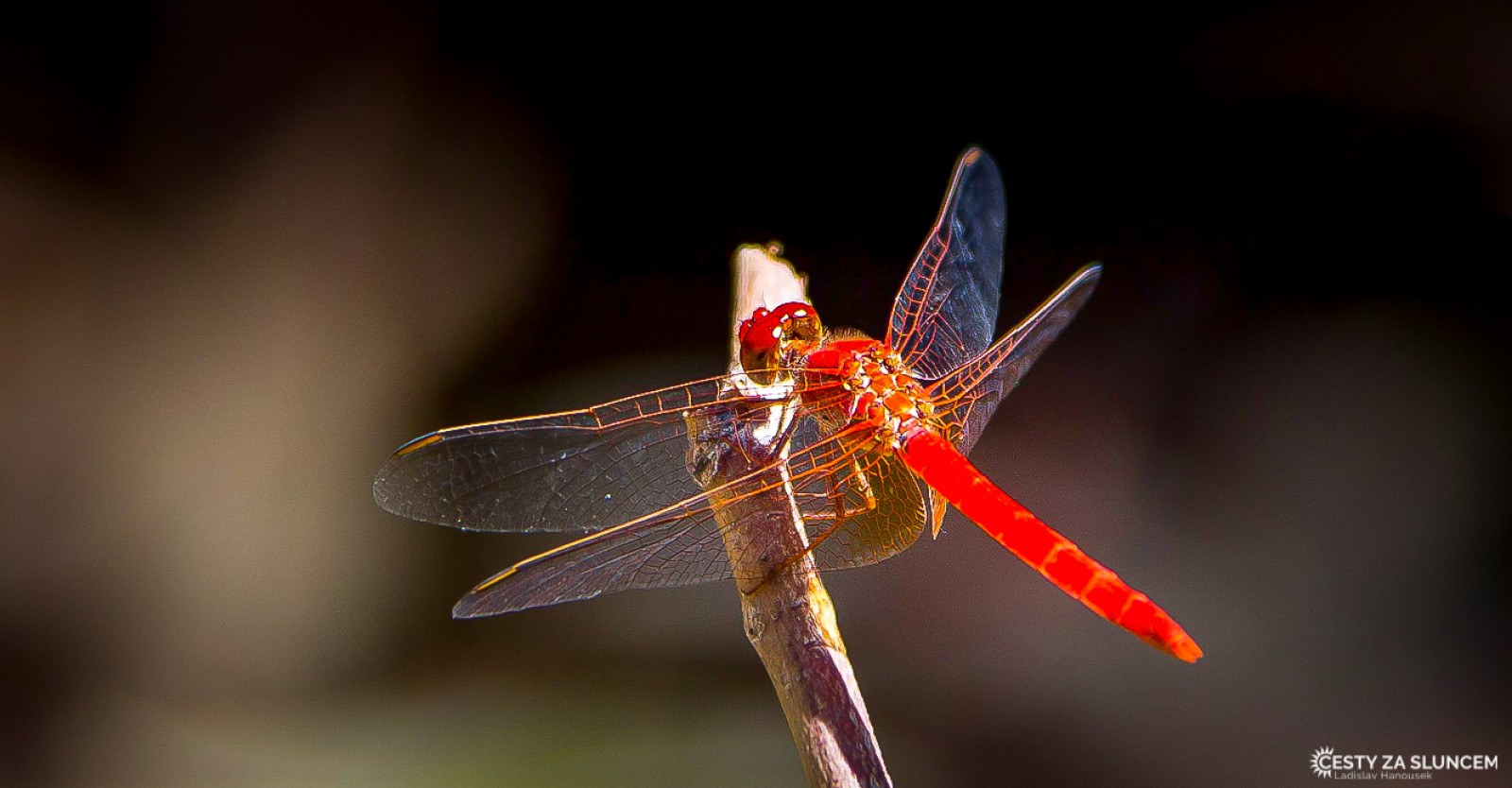 Standley Chasm - Ladislav Hanousek, Střední Austrálie