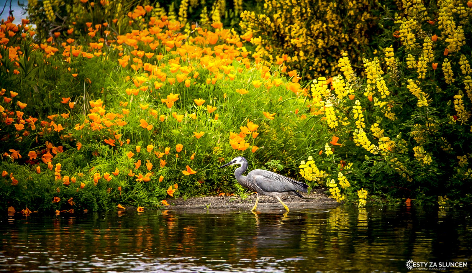 Lake Taupo - Ladislav Hanousek, Nový Zéland - Severní ostrov