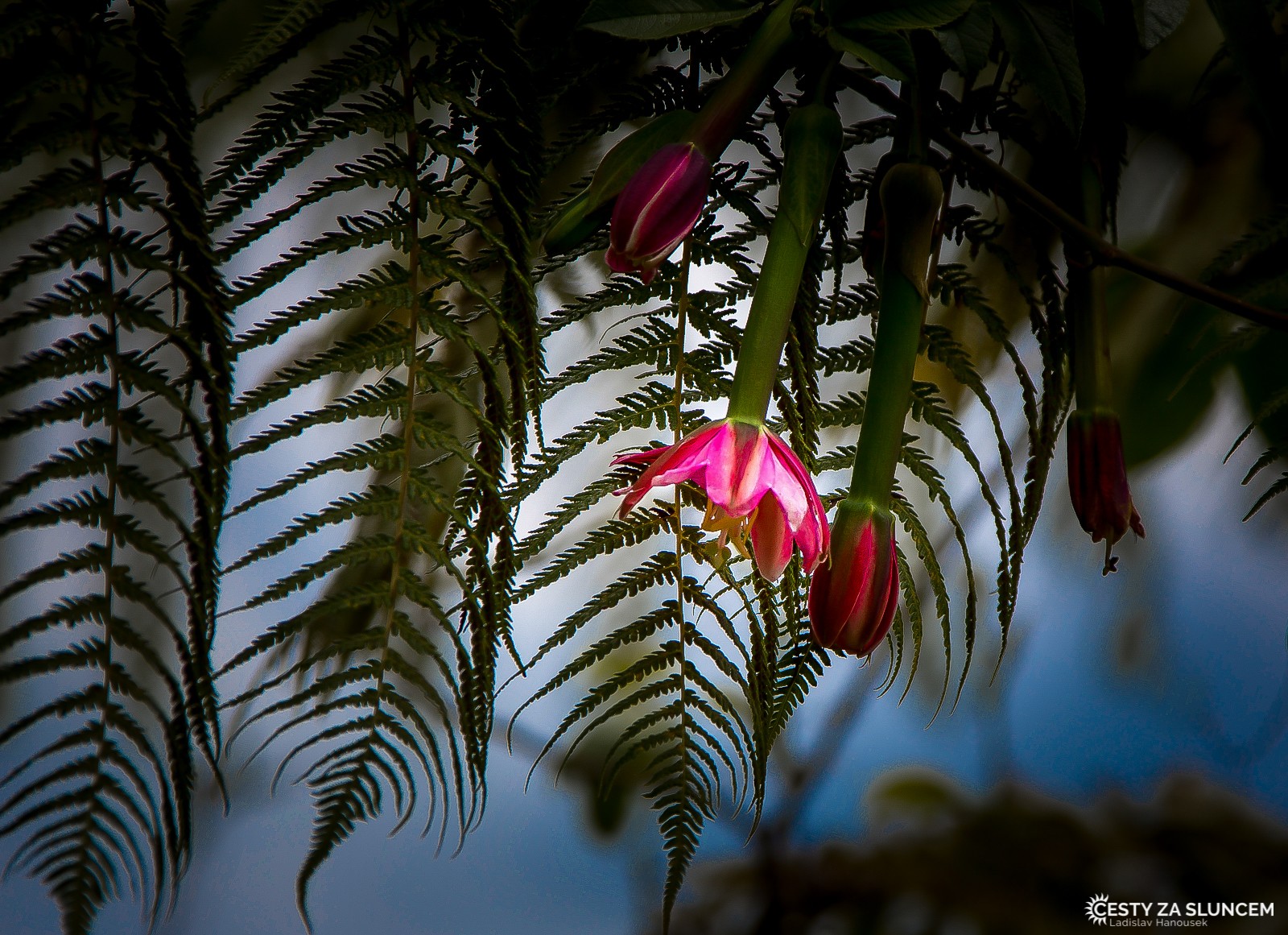 Kapradiny v Kaimanawa Forest Park - Ladislav Hanousek, Nový Zéland - Severní ostrov