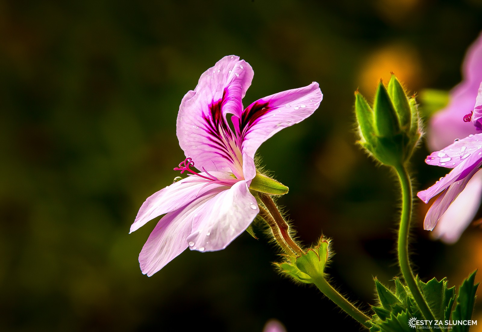 Kaimanawa Forest Park - Ladislav Hanousek, Nový Zéland - Severní ostrov