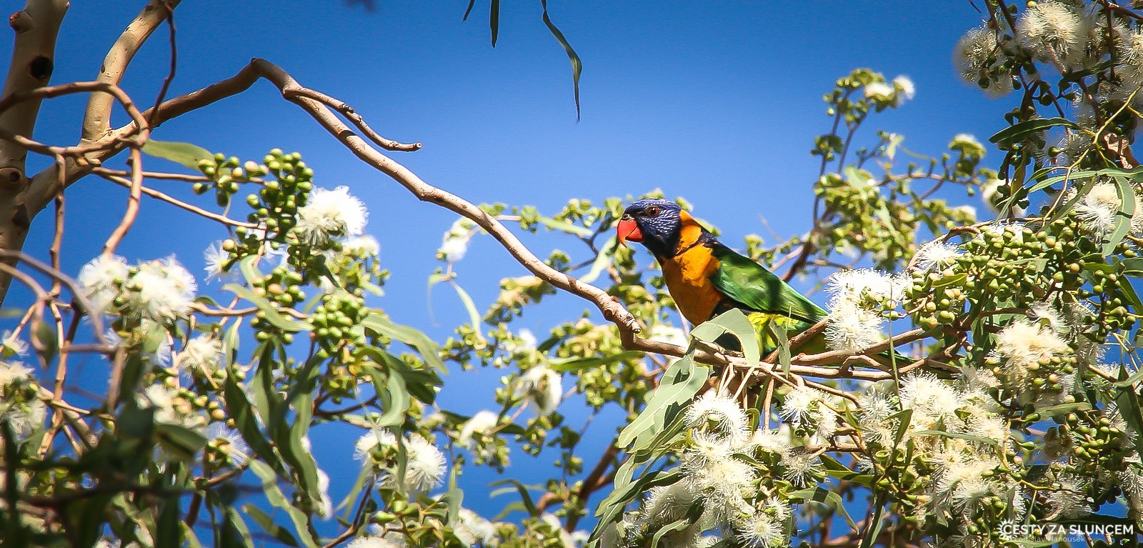Austrálie - Ladislav Hanousek, Ptáci v přírodě