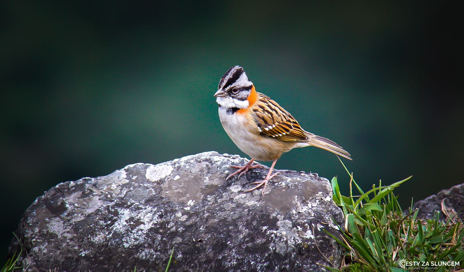 Peru - Ladislav Hanousek, Ptáci v přírodě
