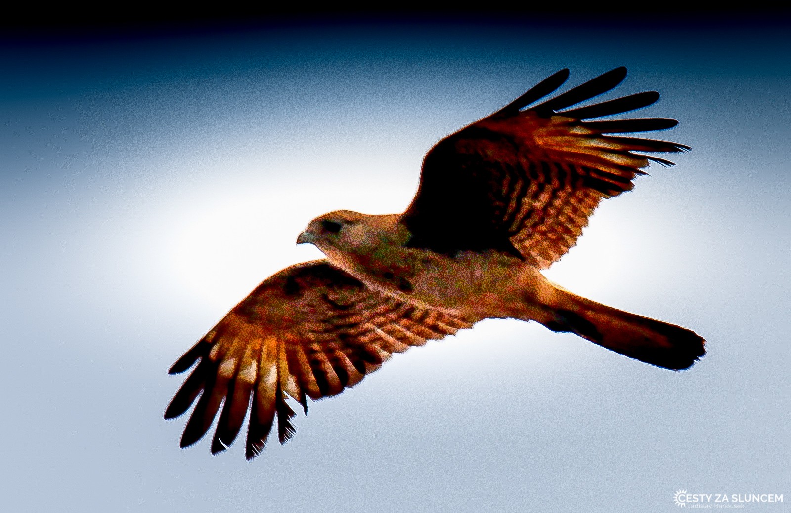Chile - Ladislav Hanousek, Ptáci v přírodě