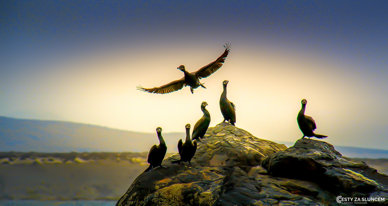 Chile - Ladislav Hanousek, Ptáci v přírodě