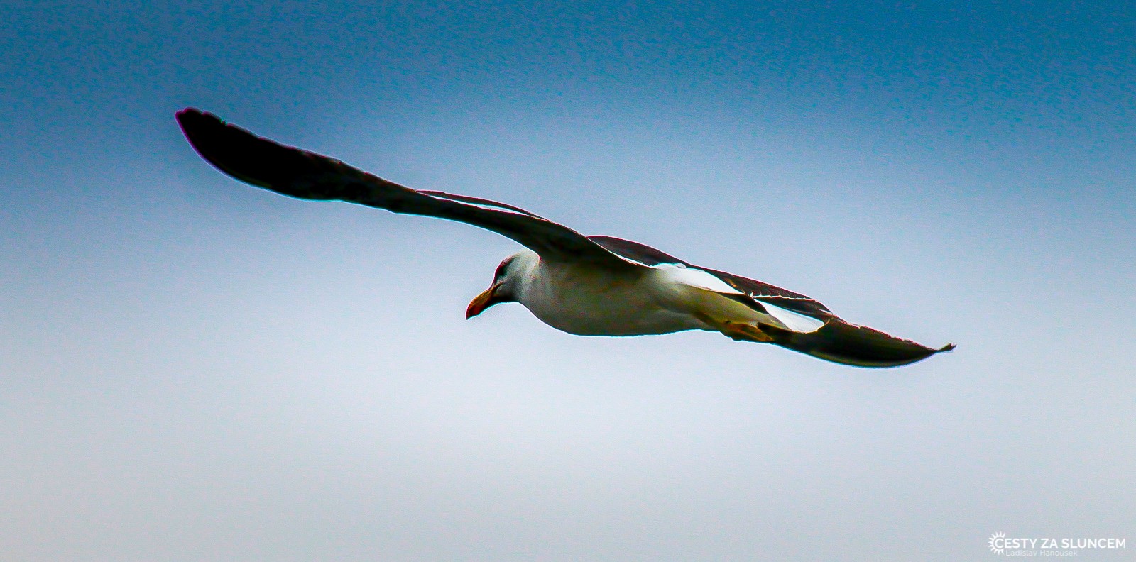 Chile - Ladislav Hanousek, Ptáci v přírodě