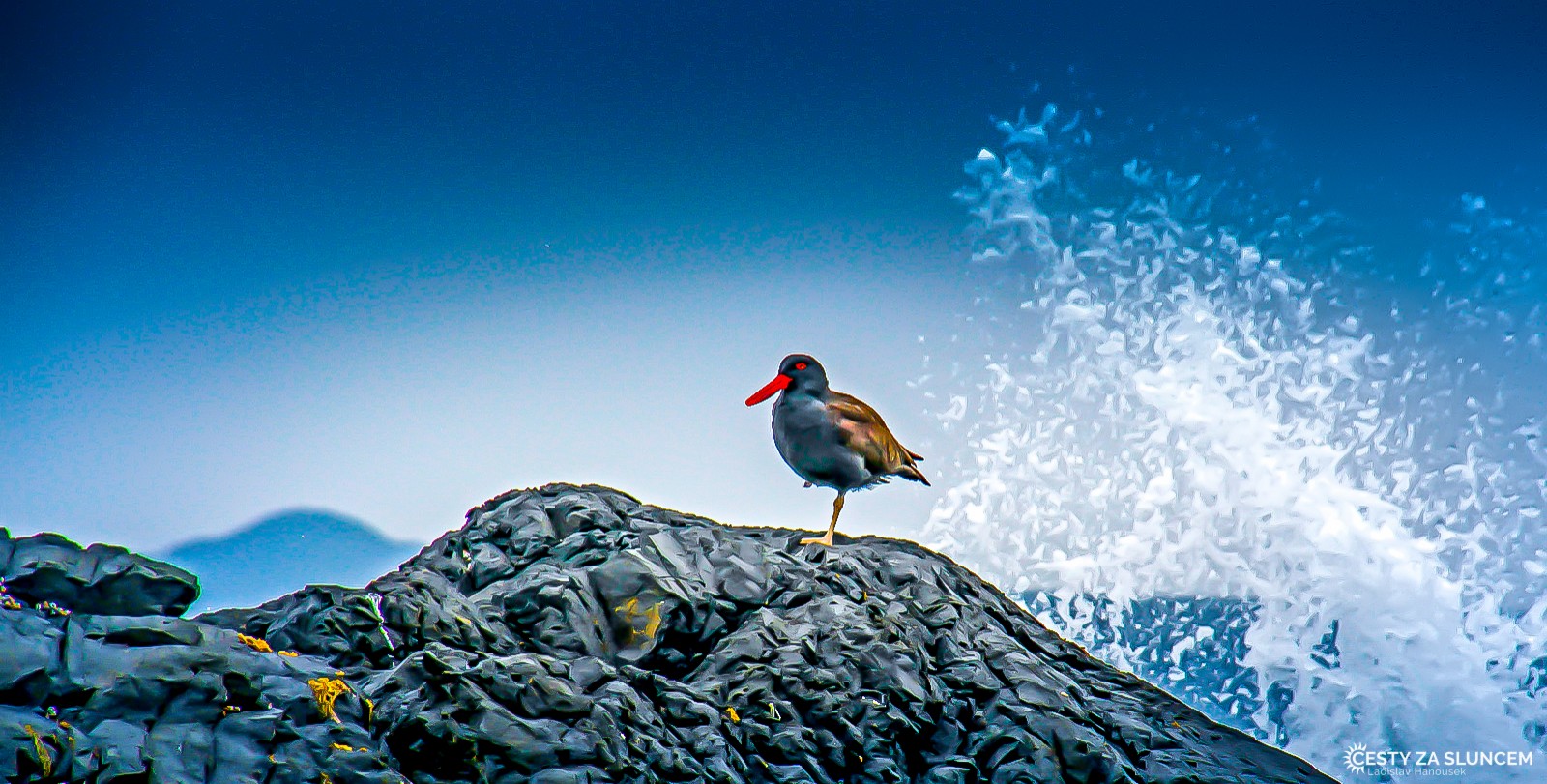 Chile - Ladislav Hanousek, Ptáci v přírodě