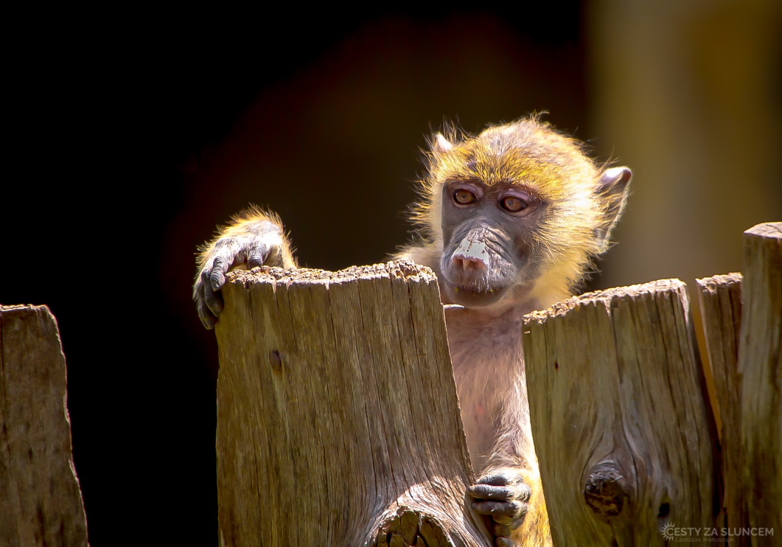 Keňa - Ladislav Hanousek, Mláďata