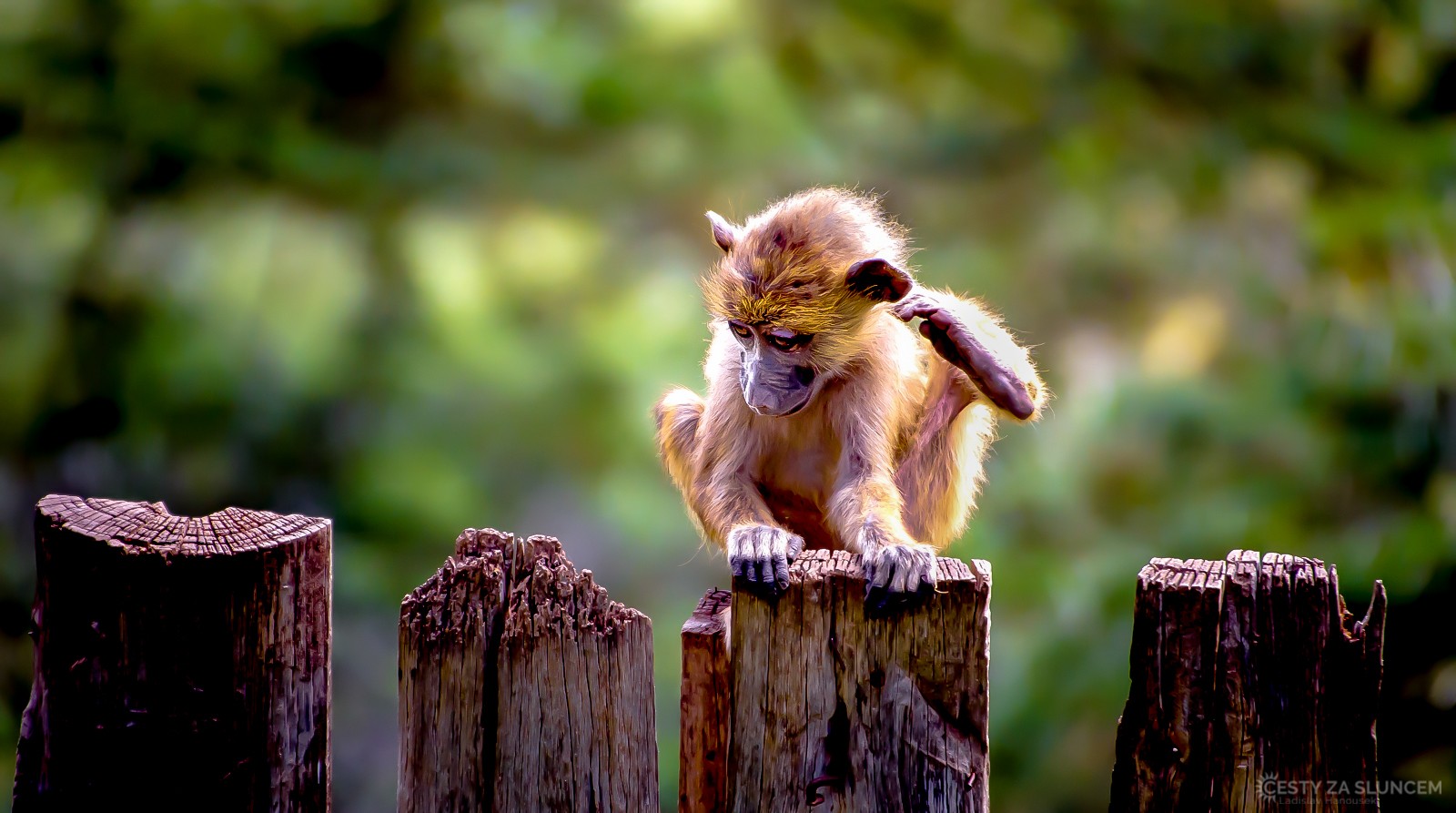 Keňa - Ladislav Hanousek, Mláďata