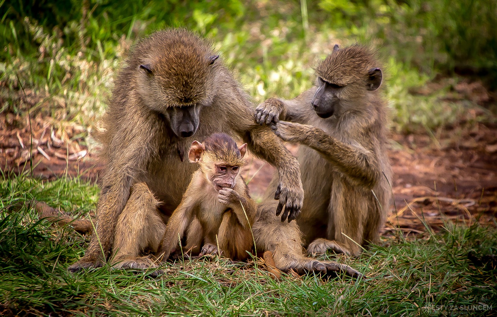 Keňa - Ladislav Hanousek, Mláďata