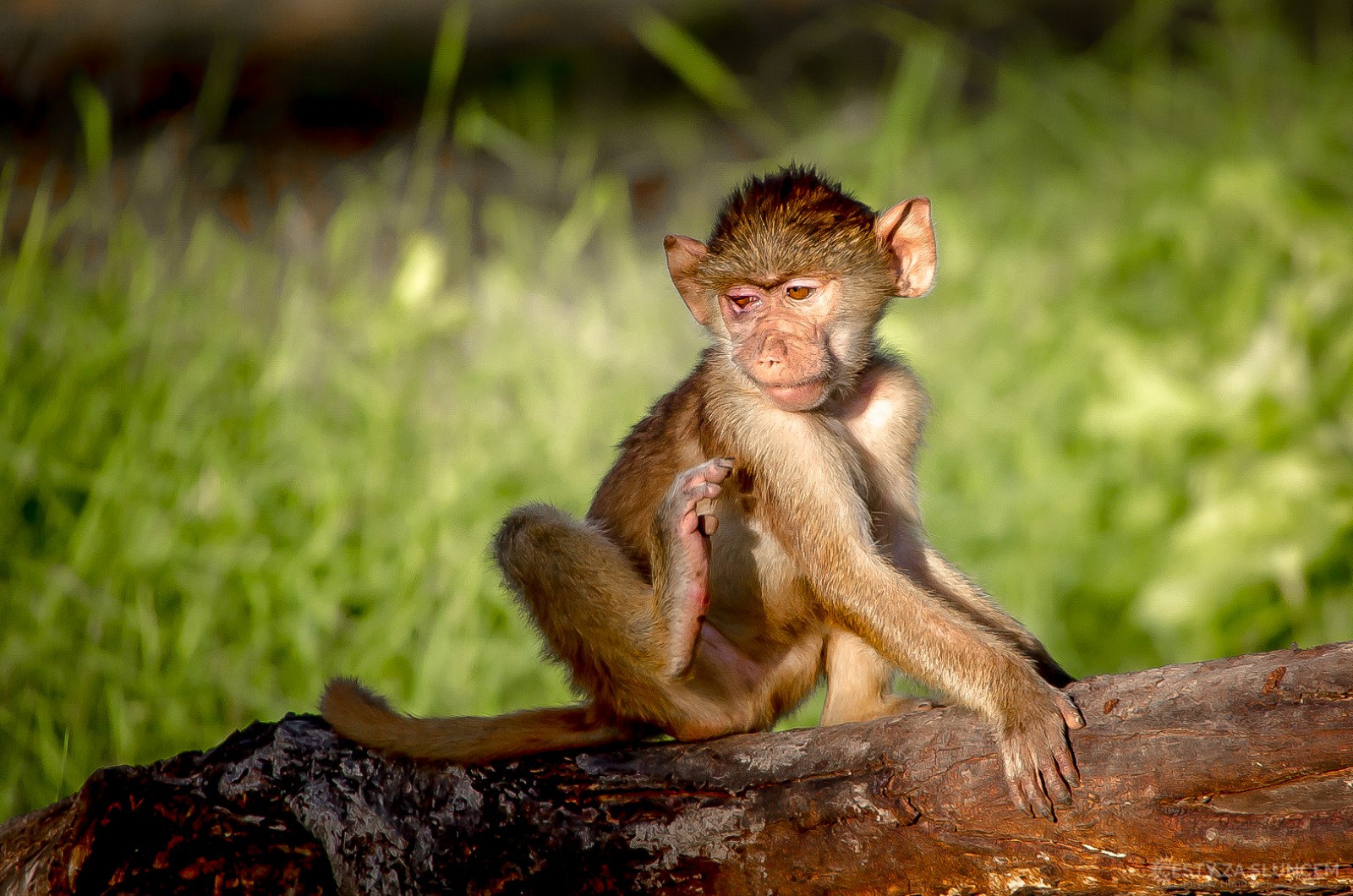 Keňa - Ladislav Hanousek, Mláďata
