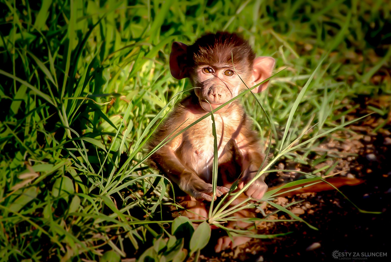Keňa - Ladislav Hanousek, Mláďata