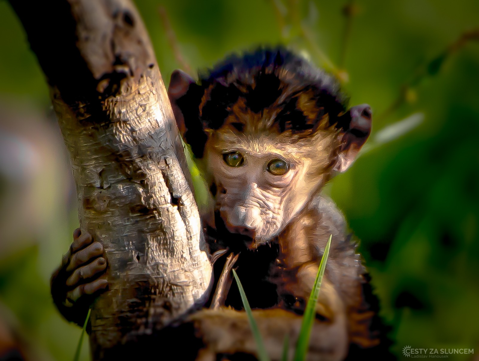 Keňa - Ladislav Hanousek, Mláďata