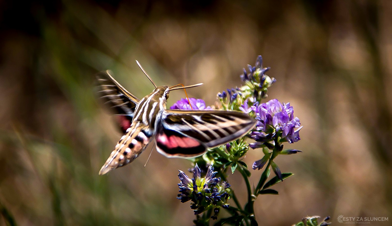 USA - Bryce Canyon - Ladislav Hanousek, Motýli