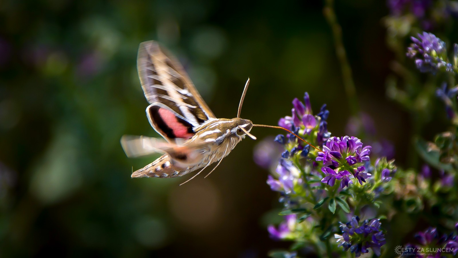 USA - Bryce Canyon - Ladislav Hanousek, Motýli