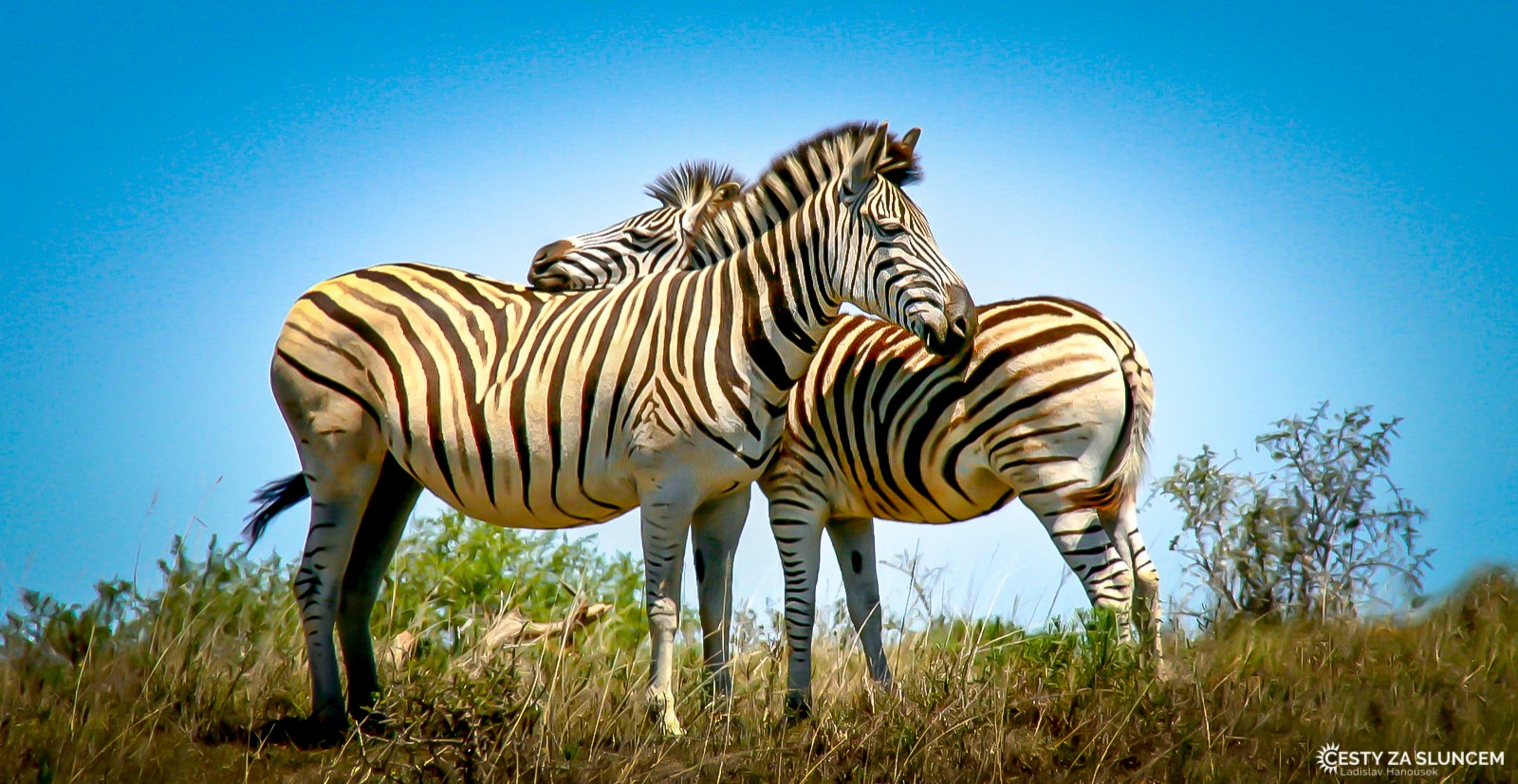 NP Pilanesberg - zebra Chapmanova - Ladislav Hanousek, Jihoafrická republika