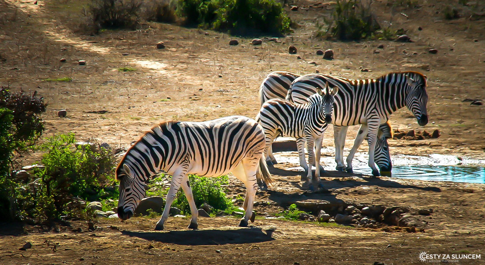 Krugerův národní park - Ladislav Hanousek, Jihoafrická republika