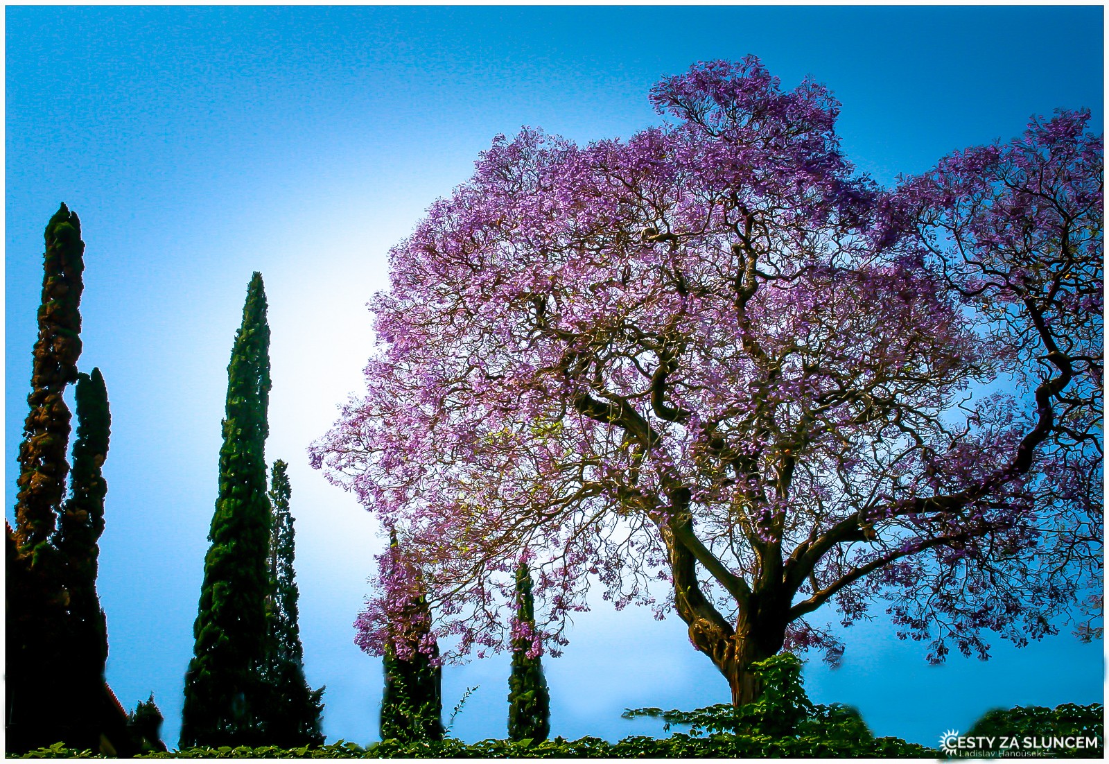Kvetoucí jakarandy v Pretorii - Ladislav Hanousek, Jihoafrická republika