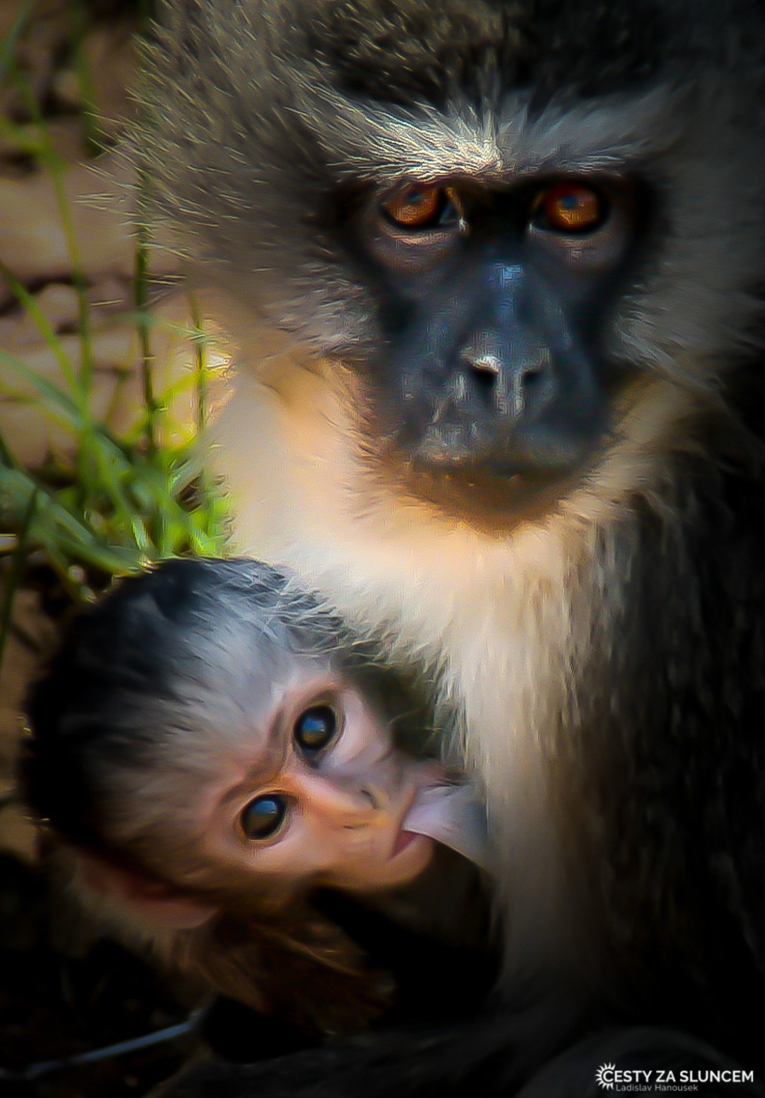 NP Pilanesberg - Ladislav Hanousek, Jihoafrická republika