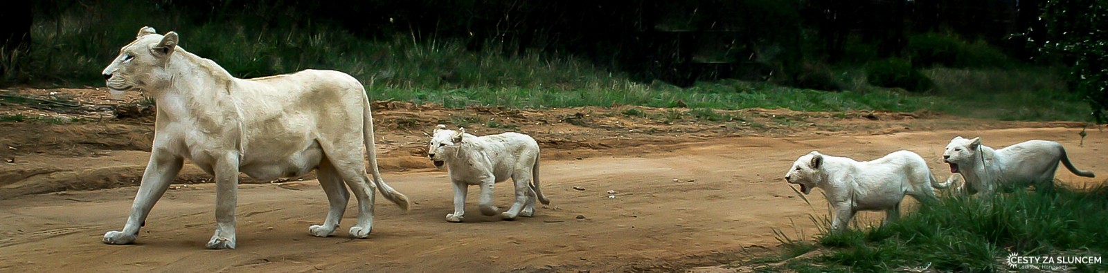 Johannesburg - Lion Park - Ladislav Hanousek, Jihoafrická republika