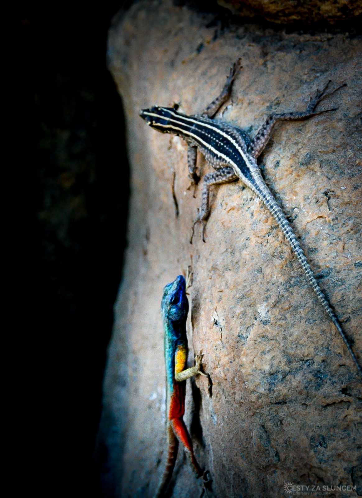 Ještěrky u vodpádů Augrabies. - Ladislav Hanousek, Jihoafrická republika