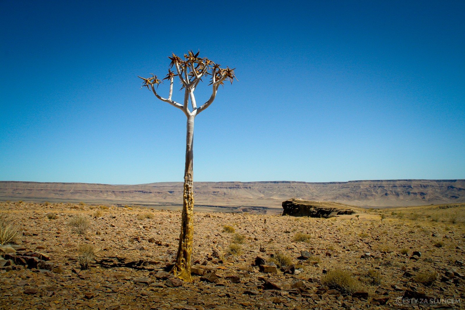 Toulcový strom na břehu Fish River Canyon - Ladislav Hanousek, Jihoafrická republika