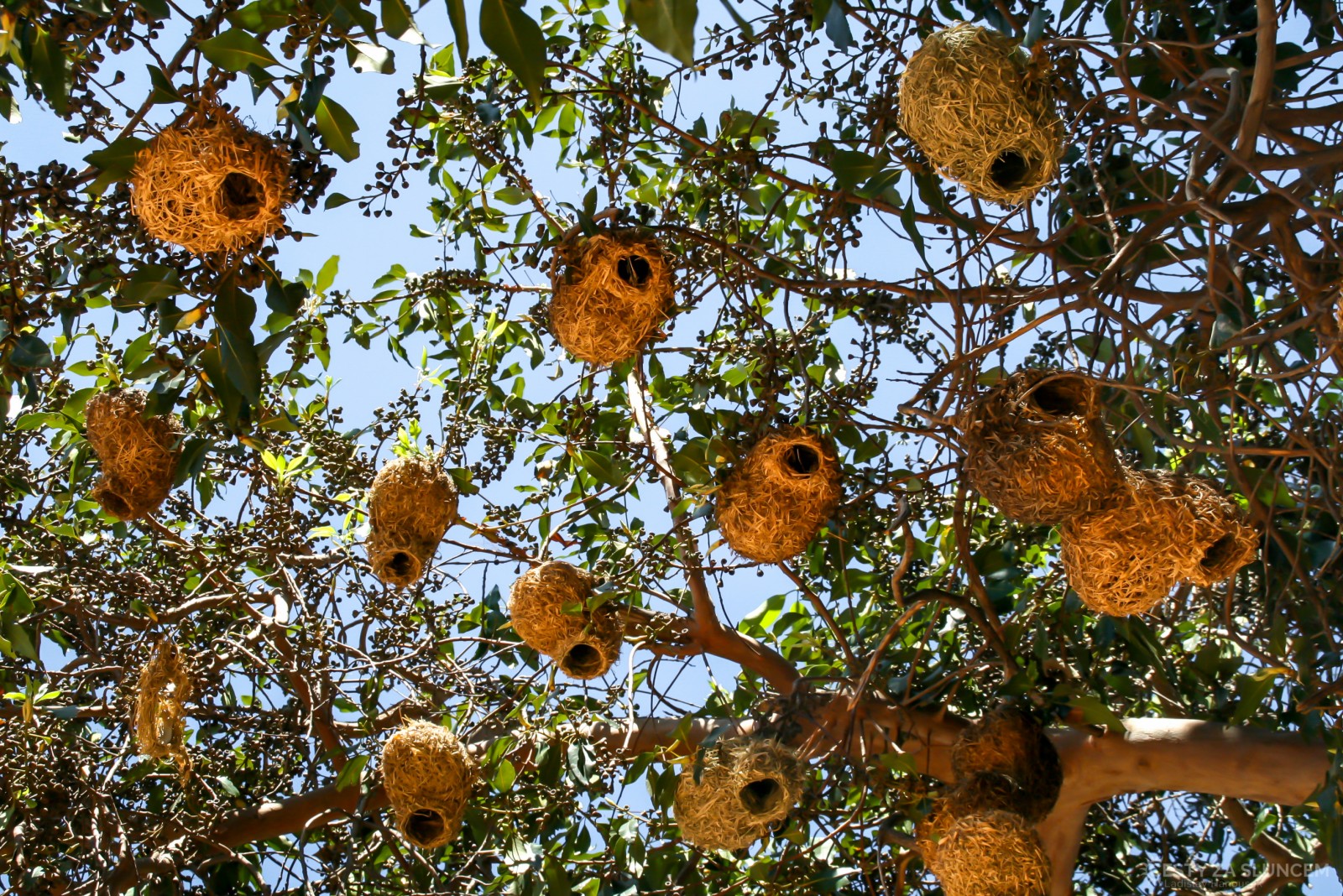 Hnízda snovačů na cestě z NP Pilanesberg k Fish River Canyon - Ladislav Hanousek, Jihoafrická republika
