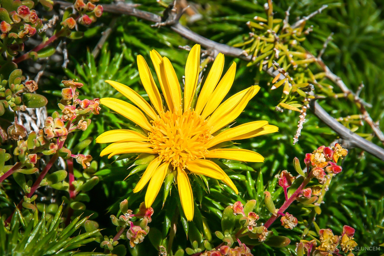 Když je v Čechách podzim, je v Jihoafrické republice jaro. - Ladislav Hanousek, Jihoafrická republika