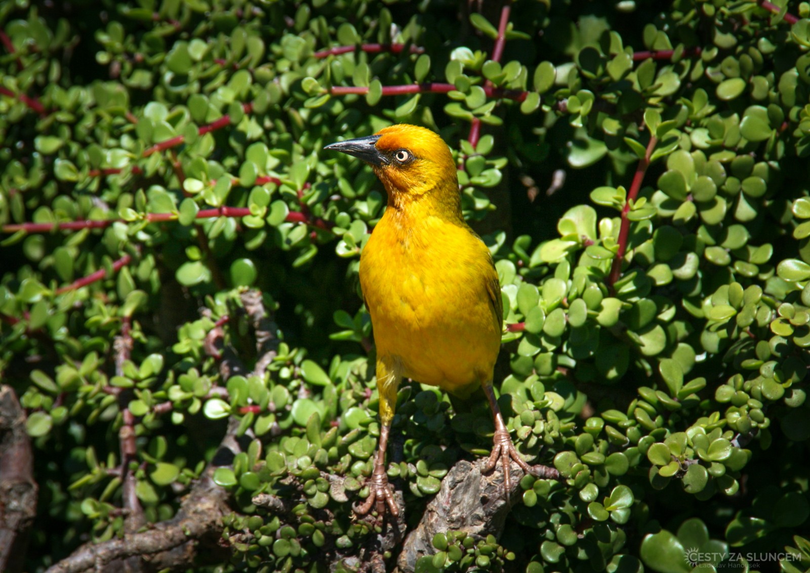 A ještě jeden snovač žlutý - Ladislav Hanousek, Jihoafrická republika