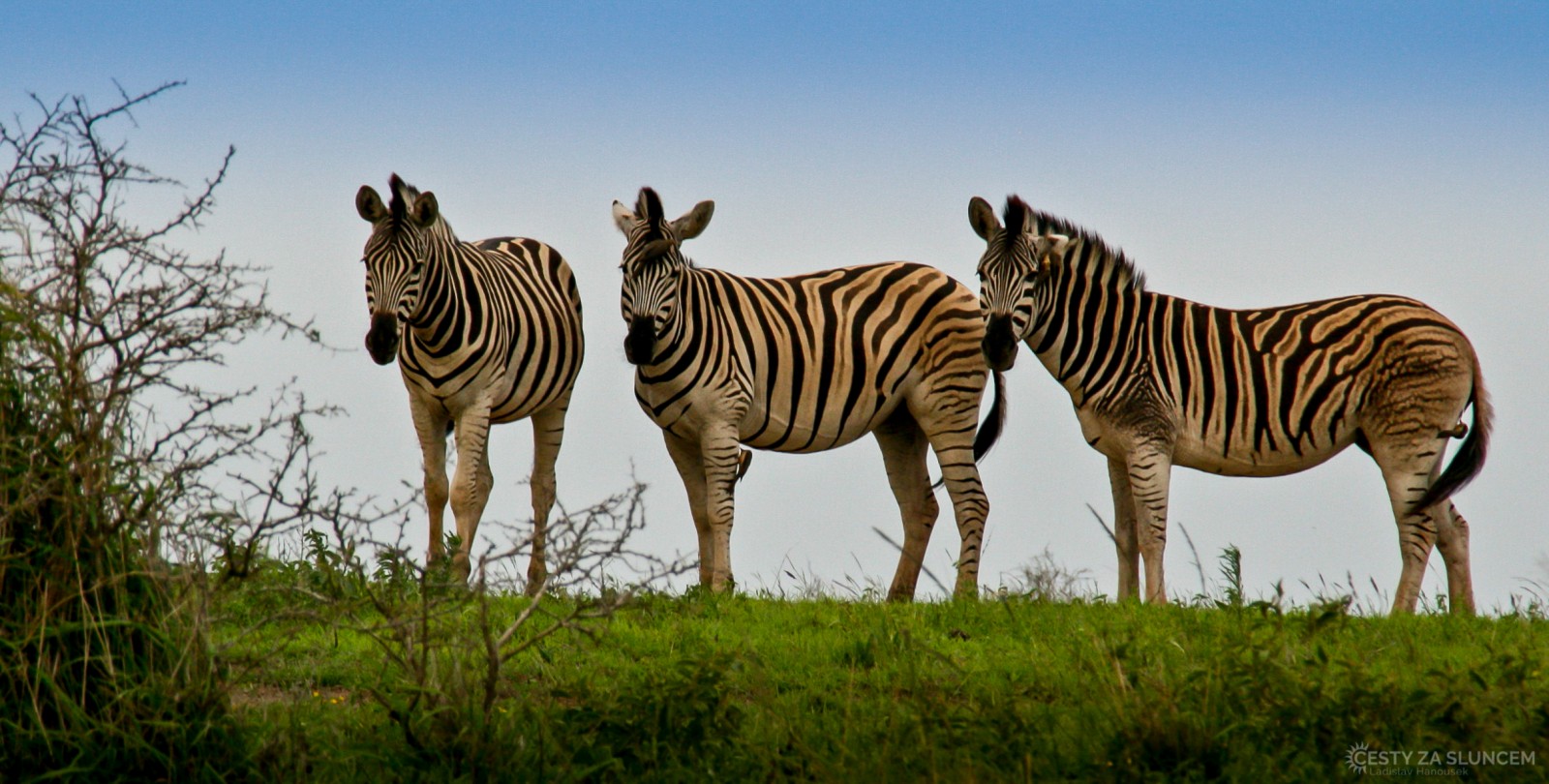 Krugerův národní park - Ladislav Hanousek, Jihoafrická republika