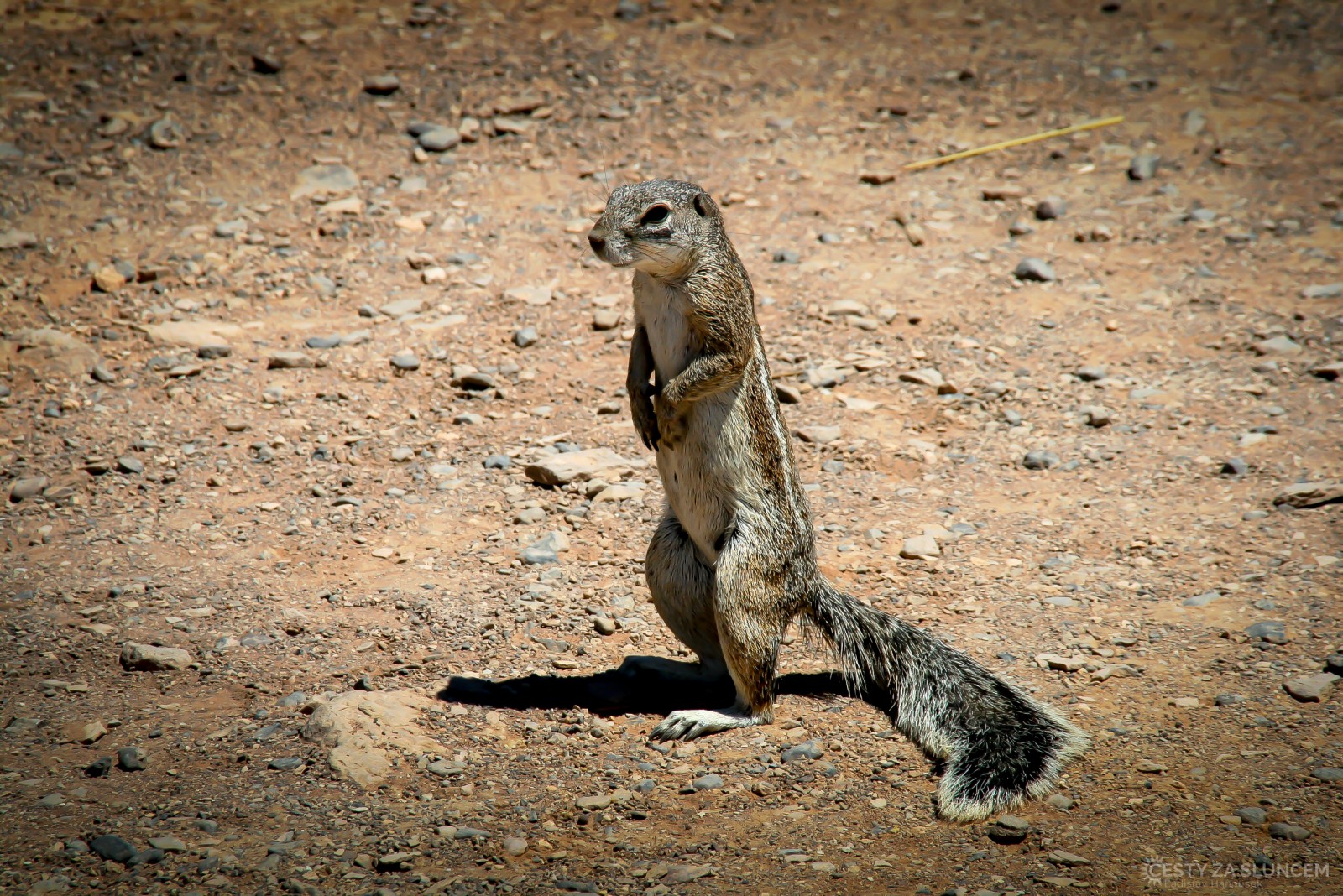 U Fish River Canyon žije mnoho zemních veverek. - Ladislav Hanousek, Jihoafrická republika