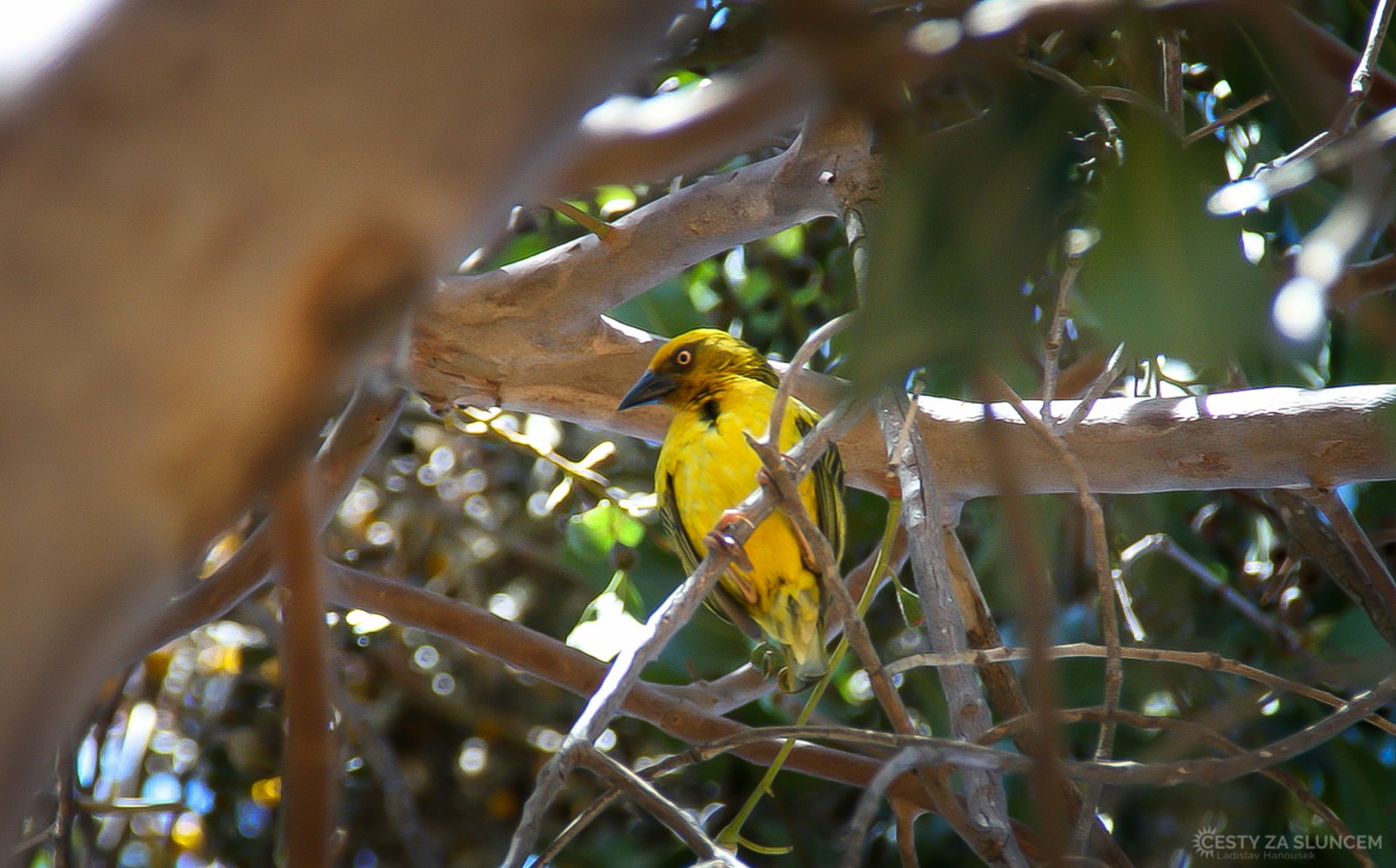 Snovač žlutý - Ladislav Hanousek, Jihoafrická republika