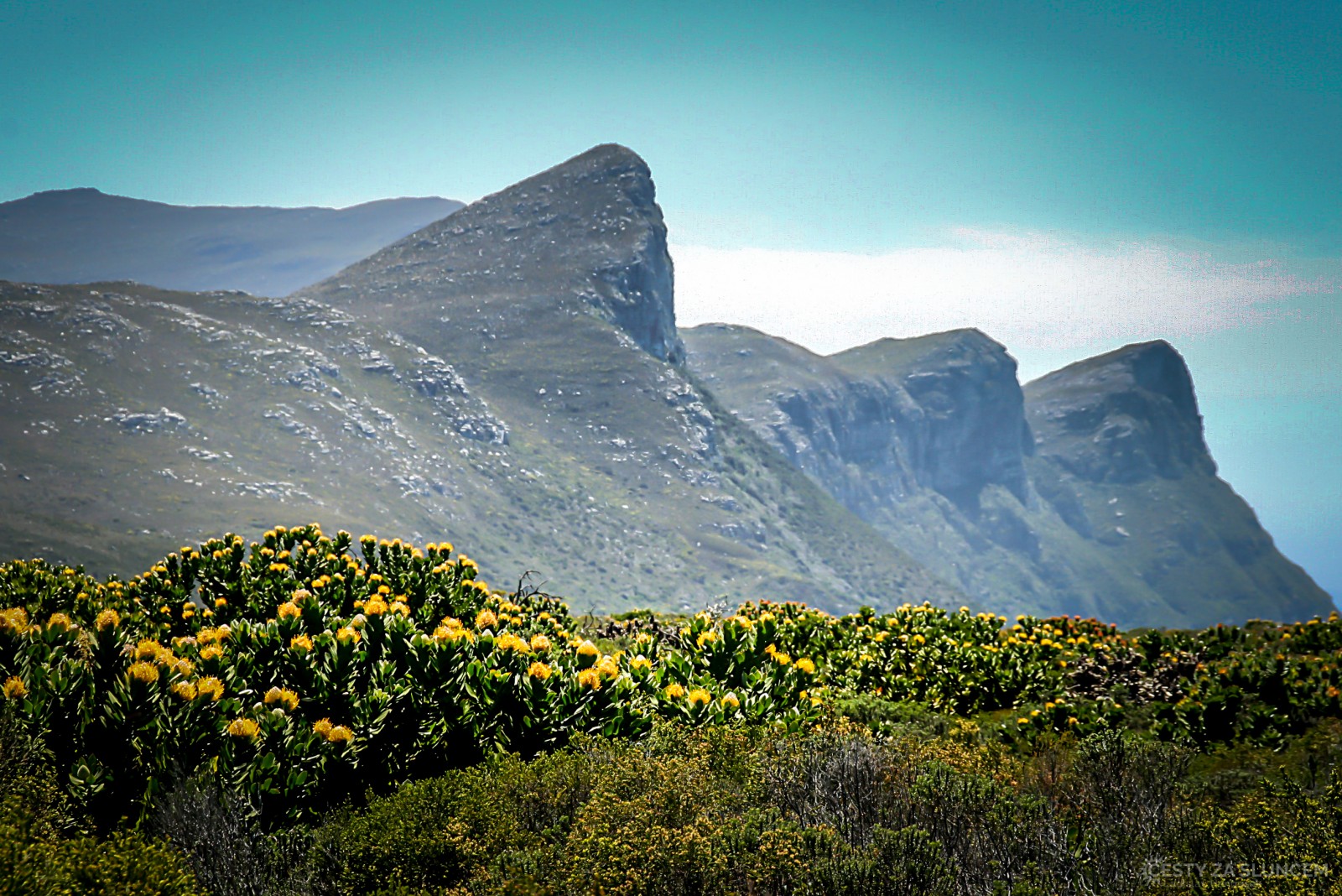 Pobřežní hory nad Mysem dobré naděje se žlutými lány Protey - Ladislav Hanousek, Jihoafrická republika