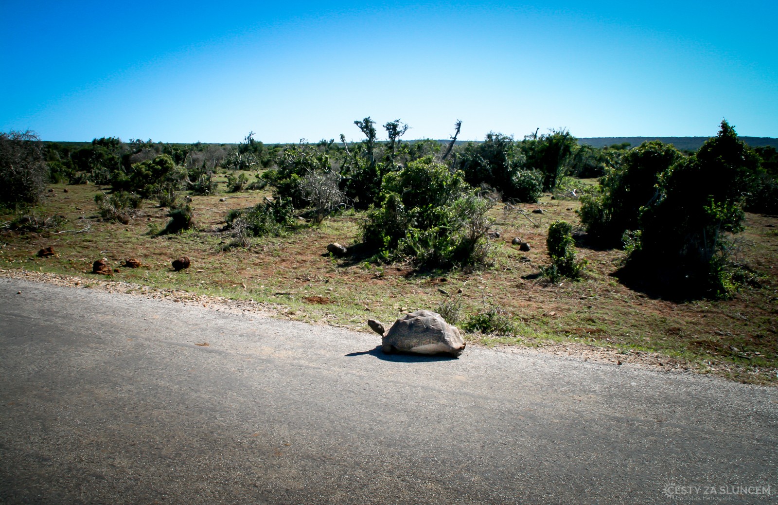 Želva jde správně vpravo (V JAR se jezdí vlevo). - Ladislav Hanousek, Jihoafrická republika