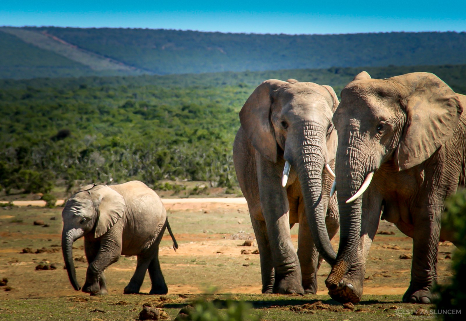 Addo Elephant National Park - Ladislav Hanousek, Jihoafrická republika