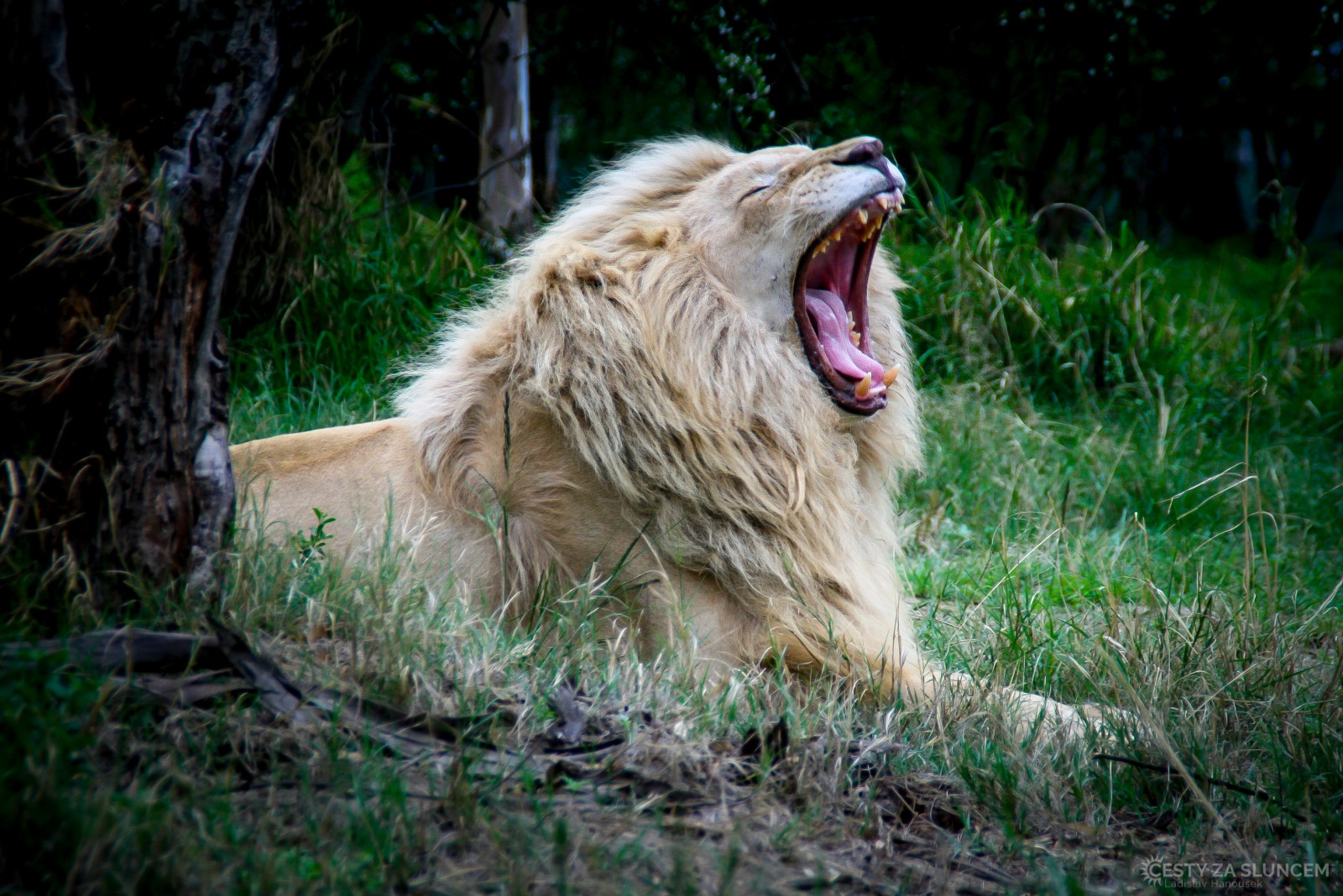 Johannesburg - Lion Park - Ladislav Hanousek, Jihoafrická republika