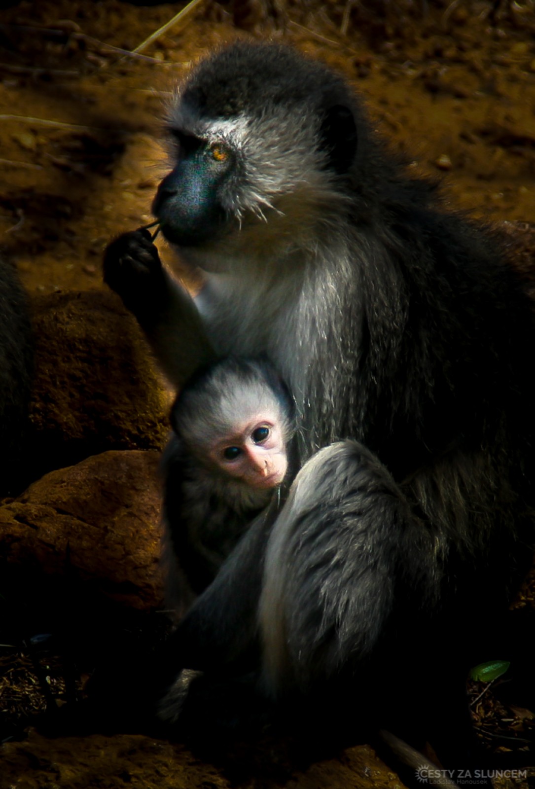 Jihoafrická republika - Ladislav Hanousek, Mláďata