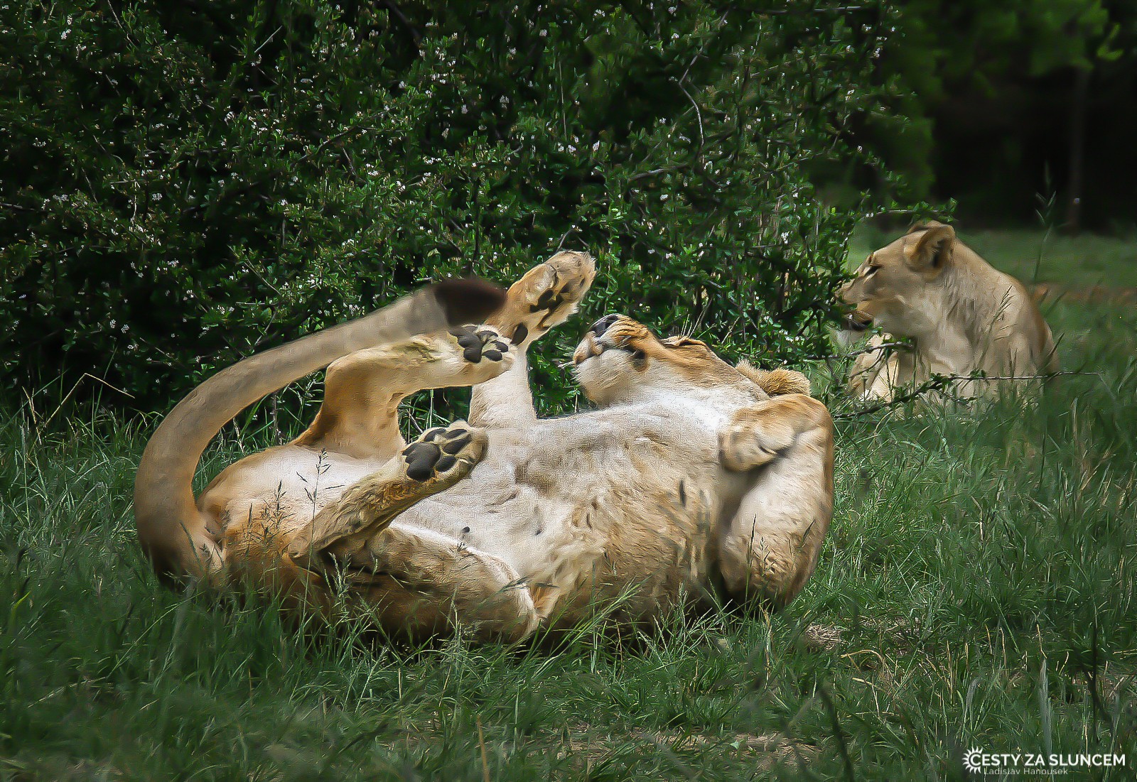 Johannesburg - Lion Park - Ladislav Hanousek, Jihoafrická republika