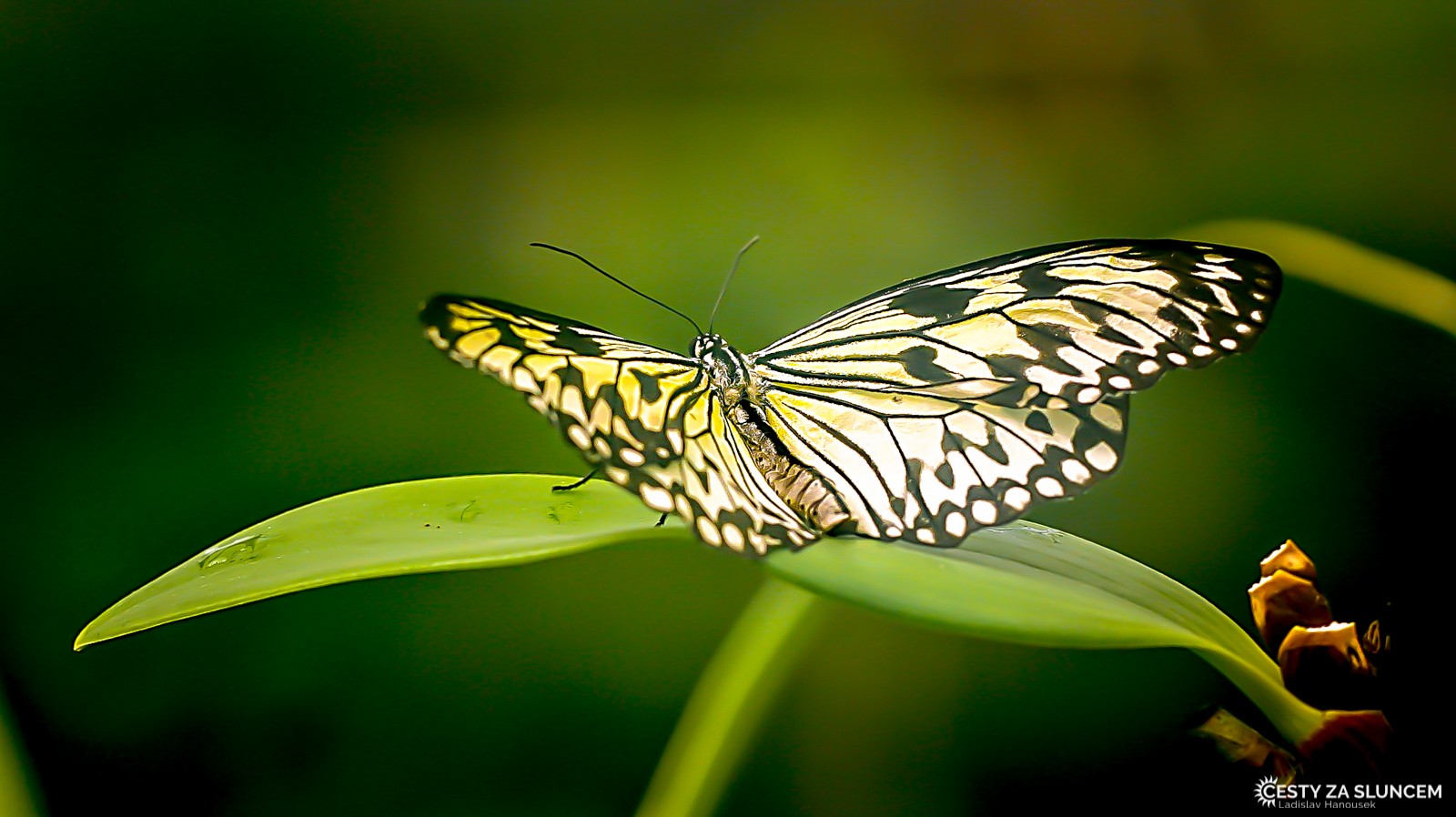 Národní park Amboseli - Ladislav Hanousek, Ostatní z Afriky