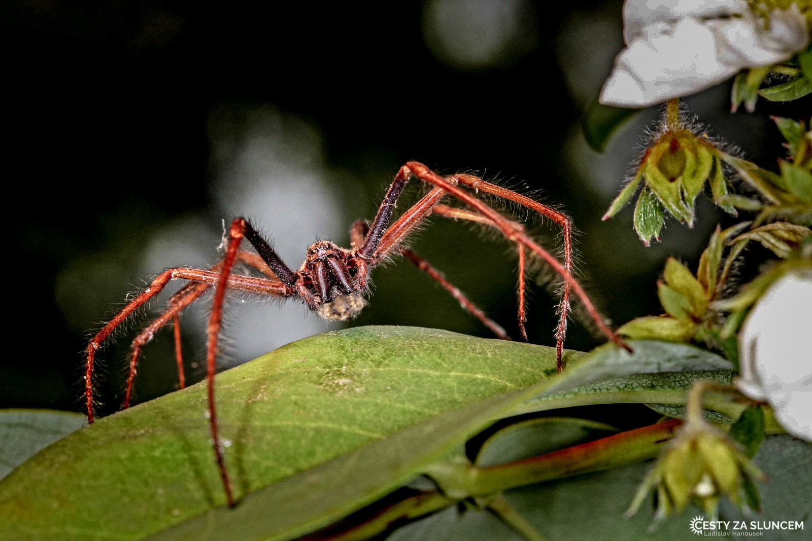 Národní park Nakuru - Ladislav Hanousek, Ostatní z Afriky