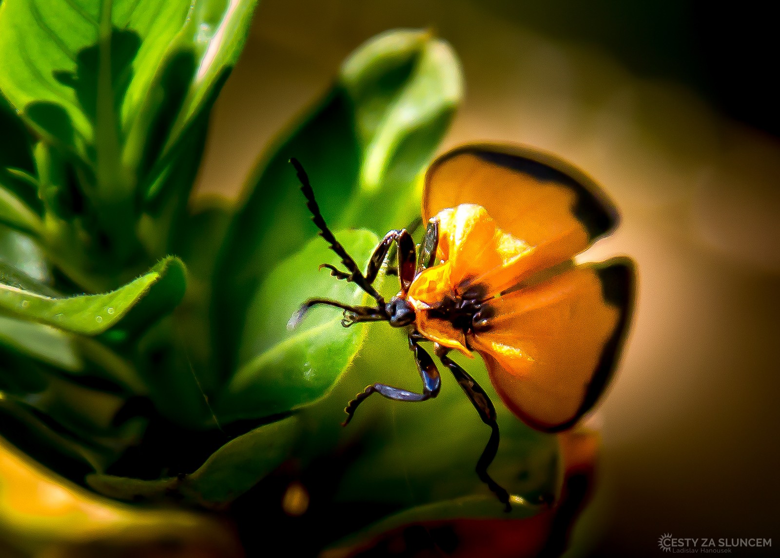 Národní park Amboseli - Ladislav Hanousek, Ostatní z Afriky