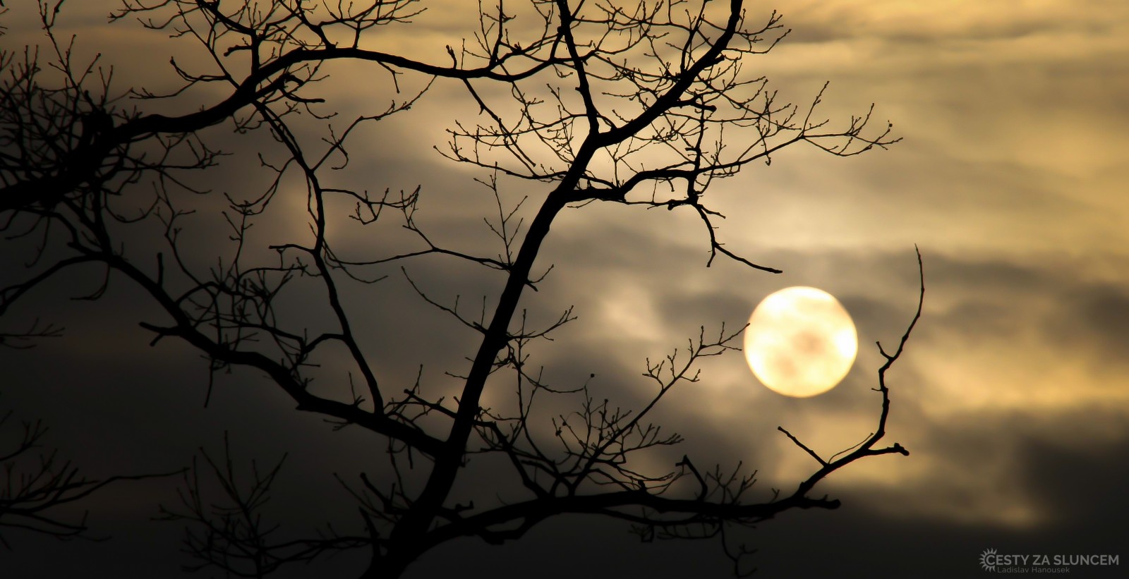 Děčín - Ladislav Hanousek, Květiny a stromy