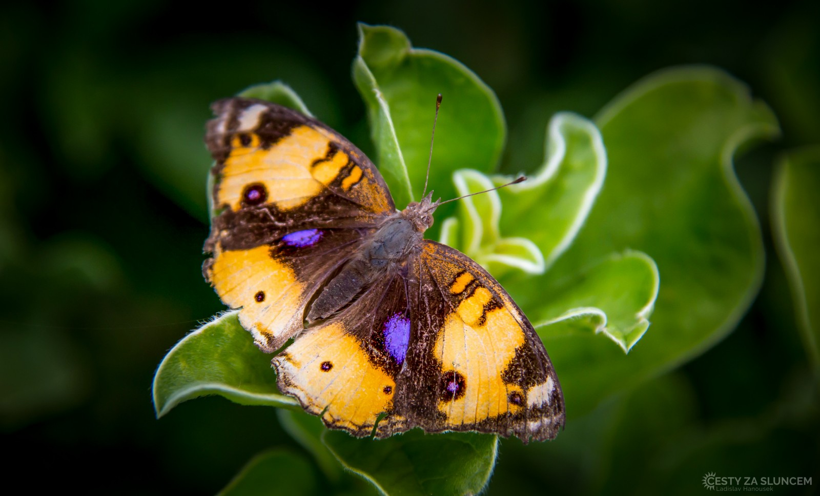 Národní park Amboseli - Ladislav Hanousek, Ostatní z Afriky