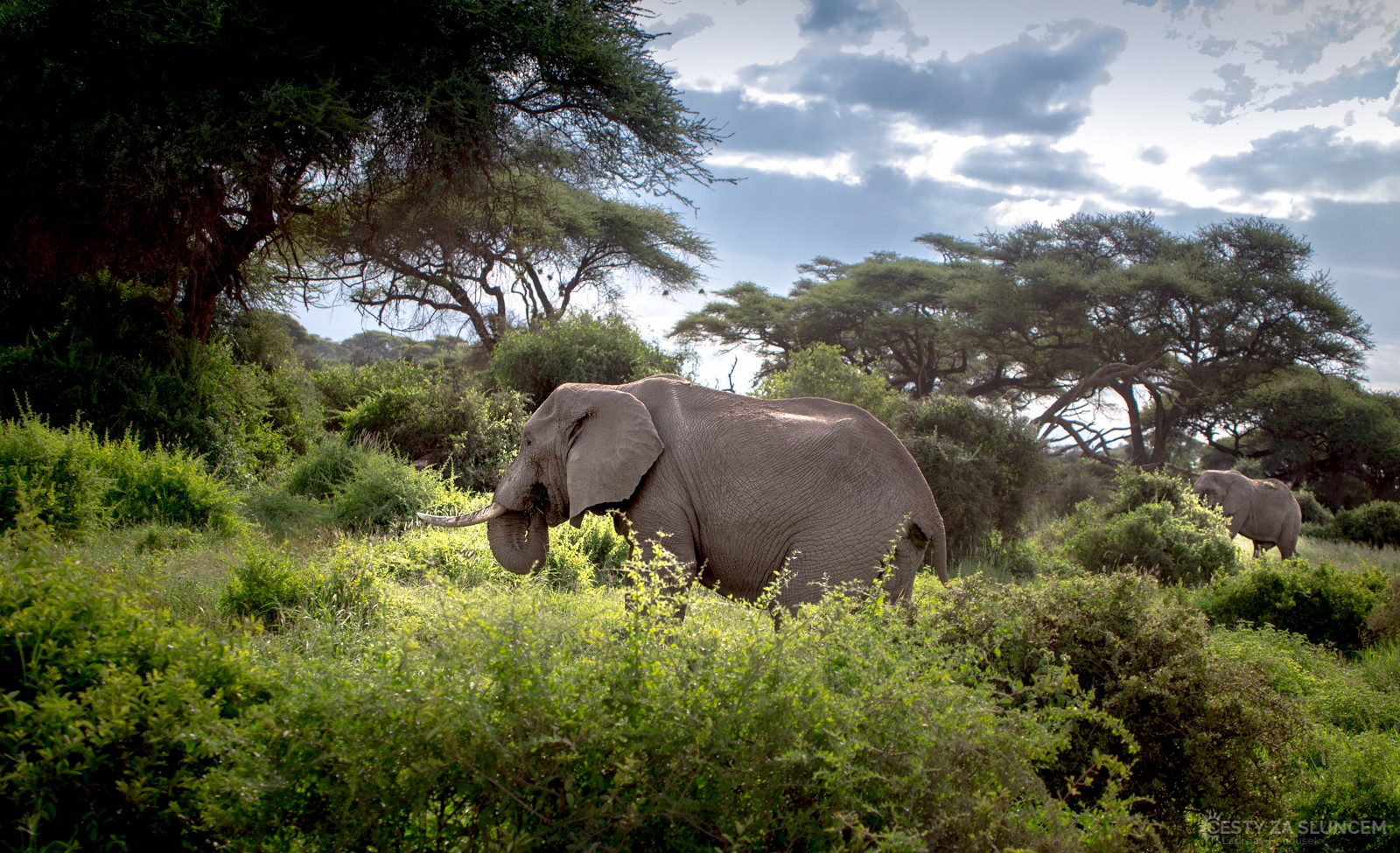 Amboseli National Park - Ladislav Hanousek, Keňa
