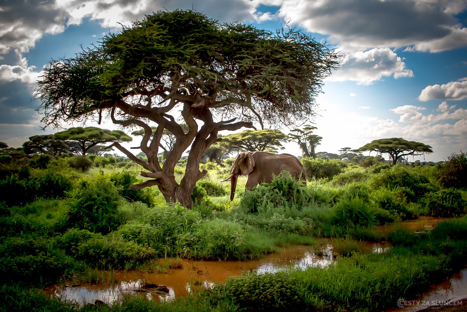 Amboseli National Park - Ladislav Hanousek, Keňa