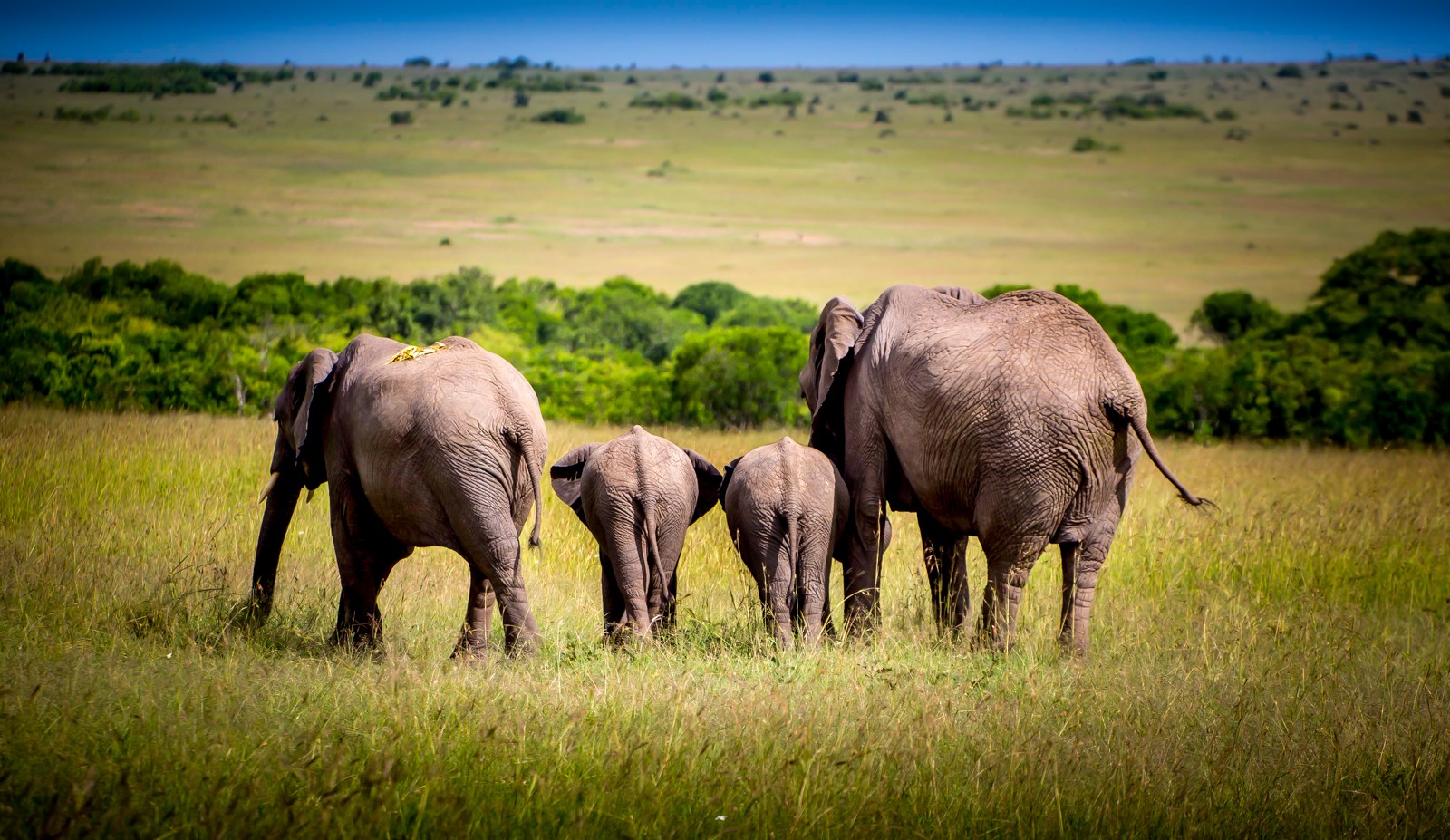 Keňa - Ladislav Hanousek, Mláďata