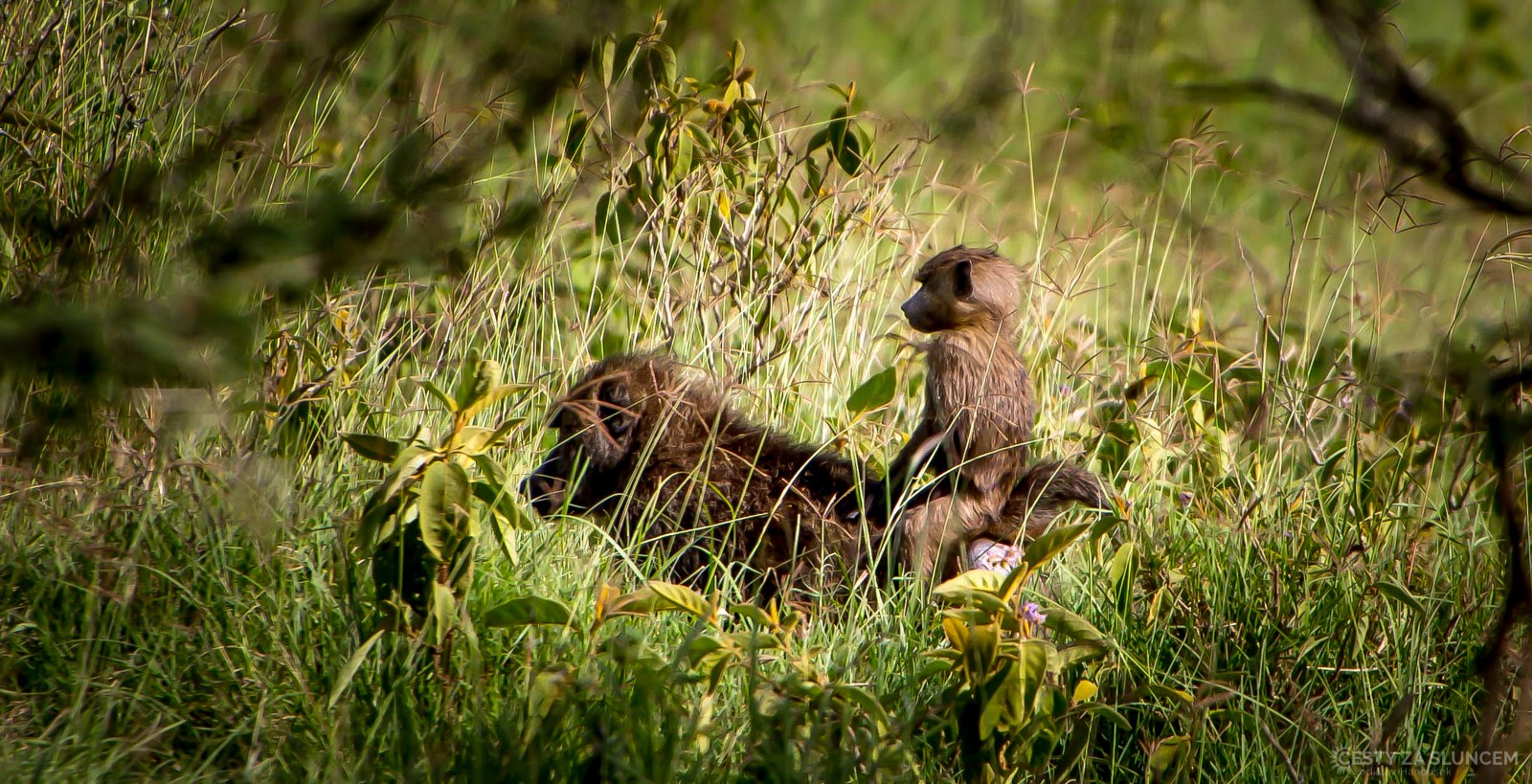 Keňa - Ladislav Hanousek, Mláďata